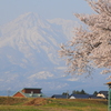 生まれたてのお馬さん