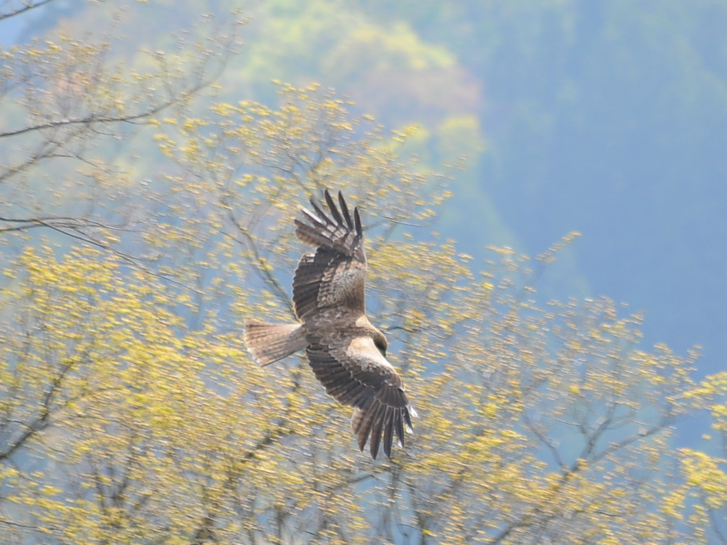 新緑に舞う