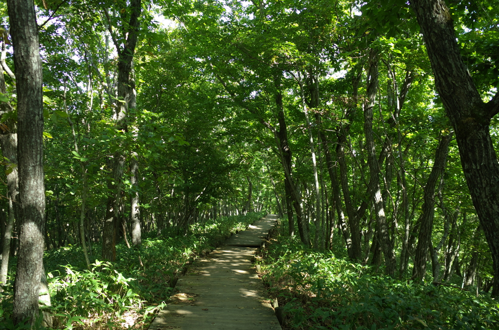 釧路市湿原センターの木道