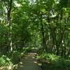 釧路市湿原センターの木道