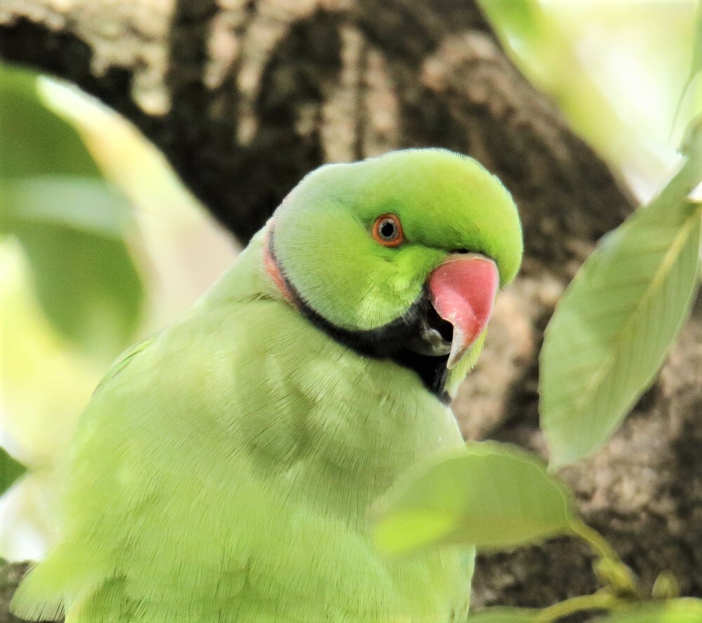 ワカケホンセイインコ By タイガーマスク Id 写真共有サイト Photohito