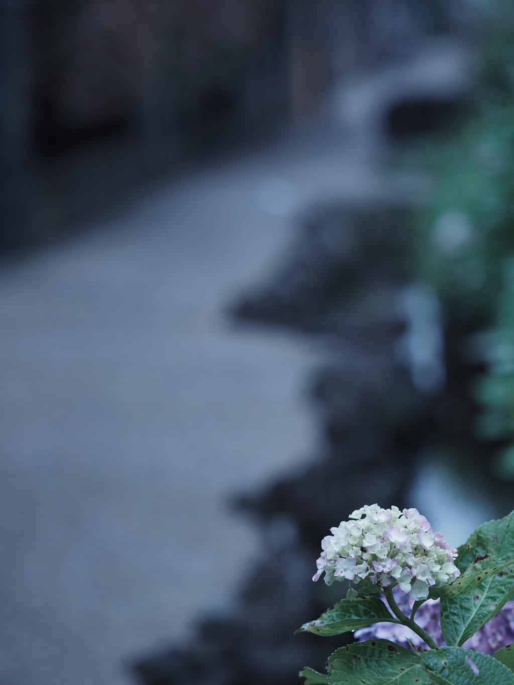 紫陽花の咲く小道