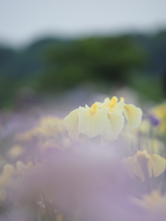 梅雨を告げる花