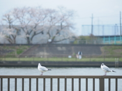 ある春の日