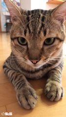 かい君