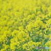 菜の花3
