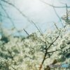 桜8(フィルム)