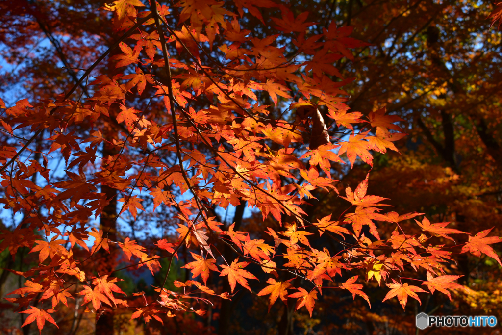 紅葉6