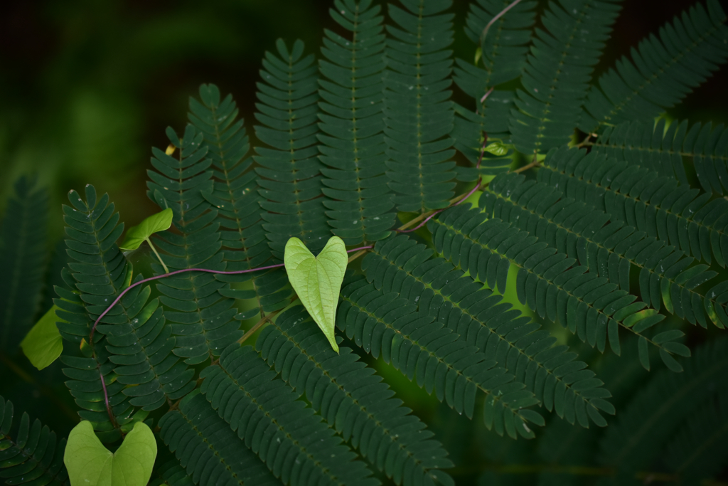 green heart