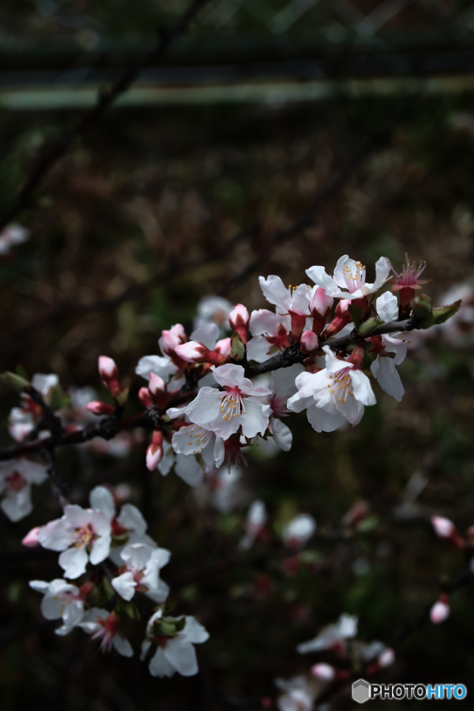 桜3