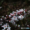 桜3