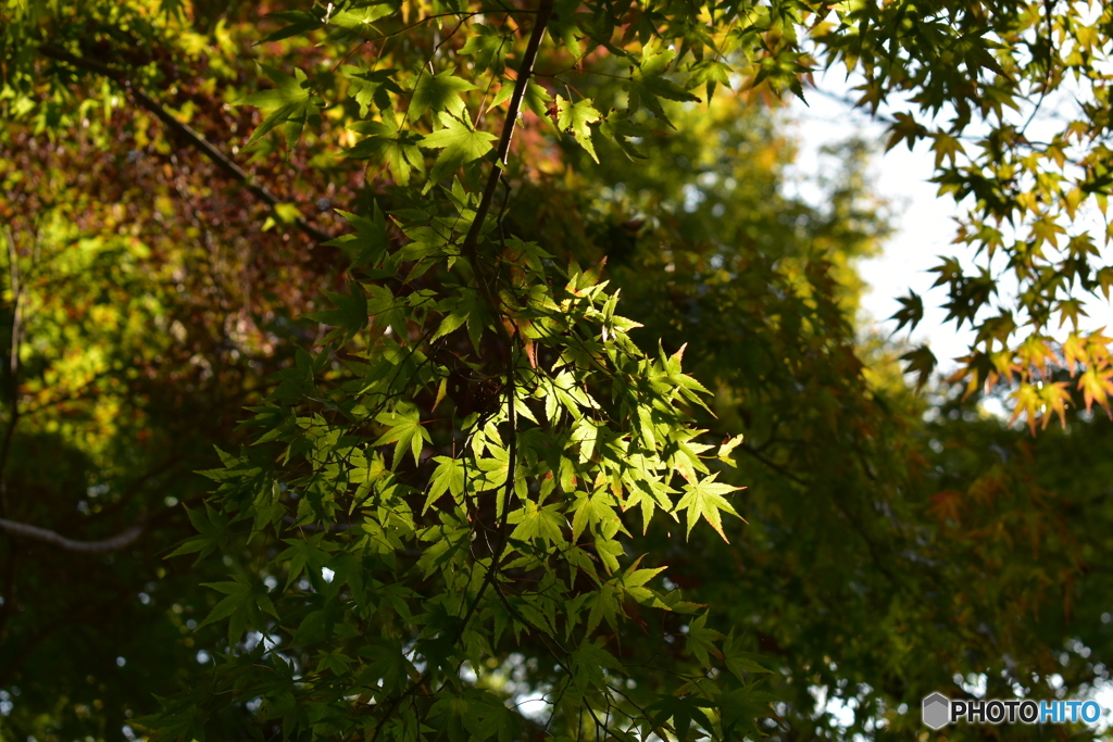 かえで