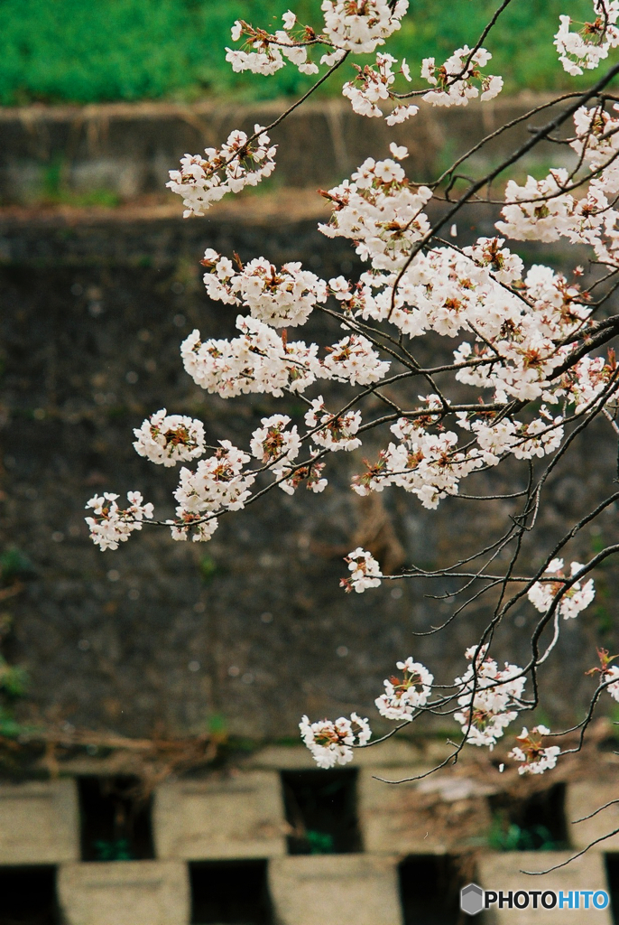 桜9(フィルム)