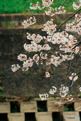 桜9(フィルム)