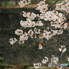 桜9(フィルム)