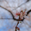 もう春？
