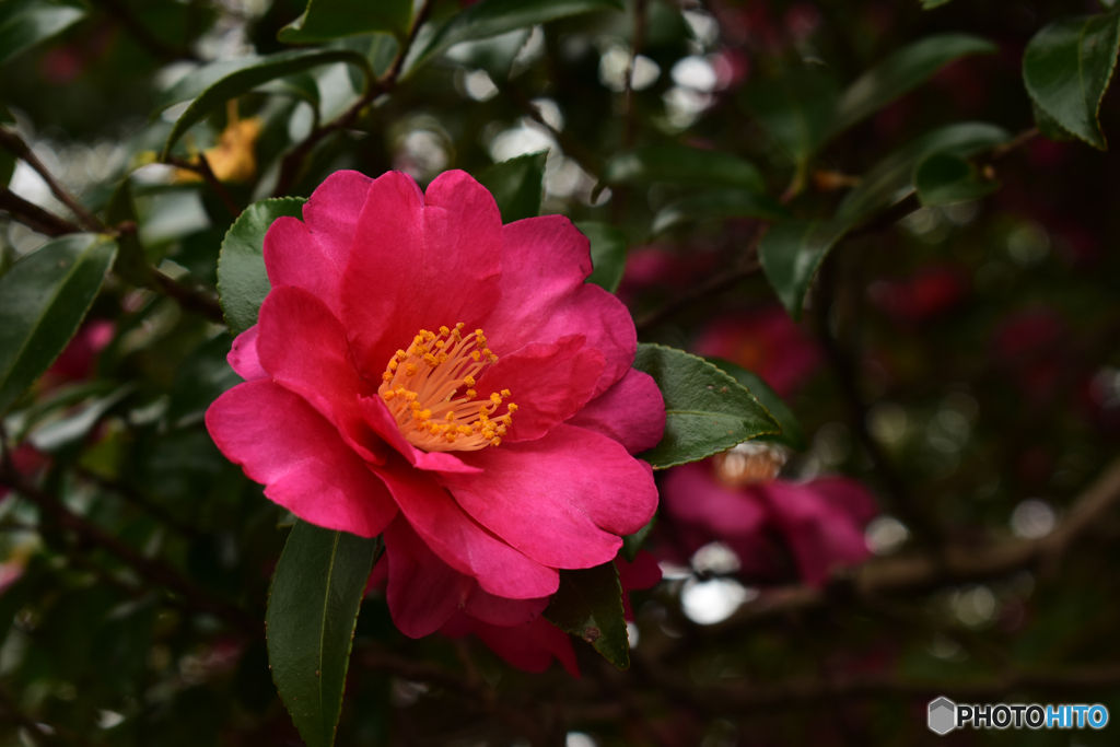 山茶花2
