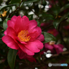 山茶花2