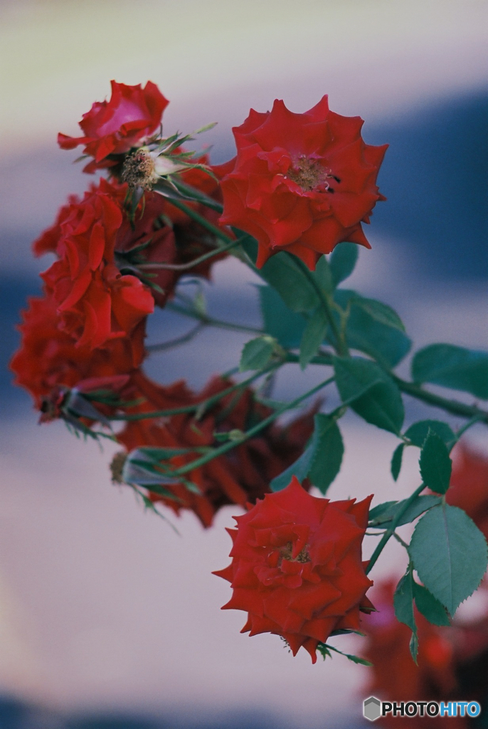 バラ(フィルム)