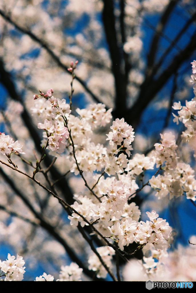 桜4