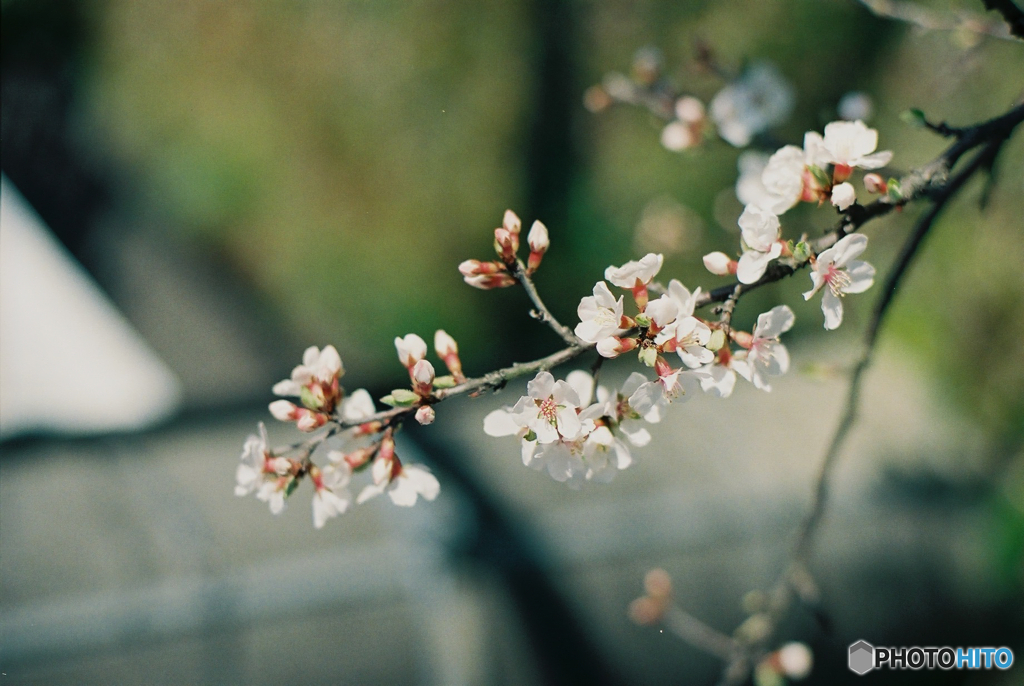 桜6