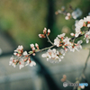 桜6