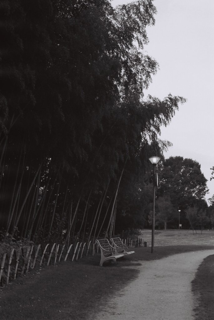 フィルム写真