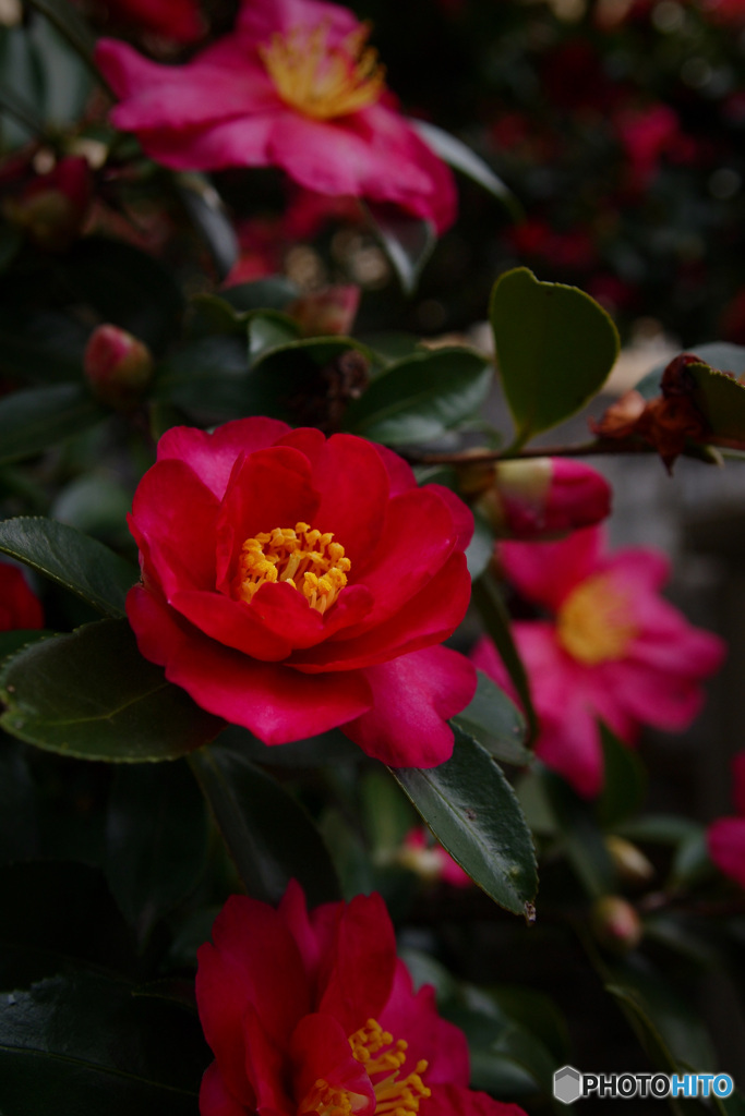 山茶花2