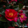 山茶花2