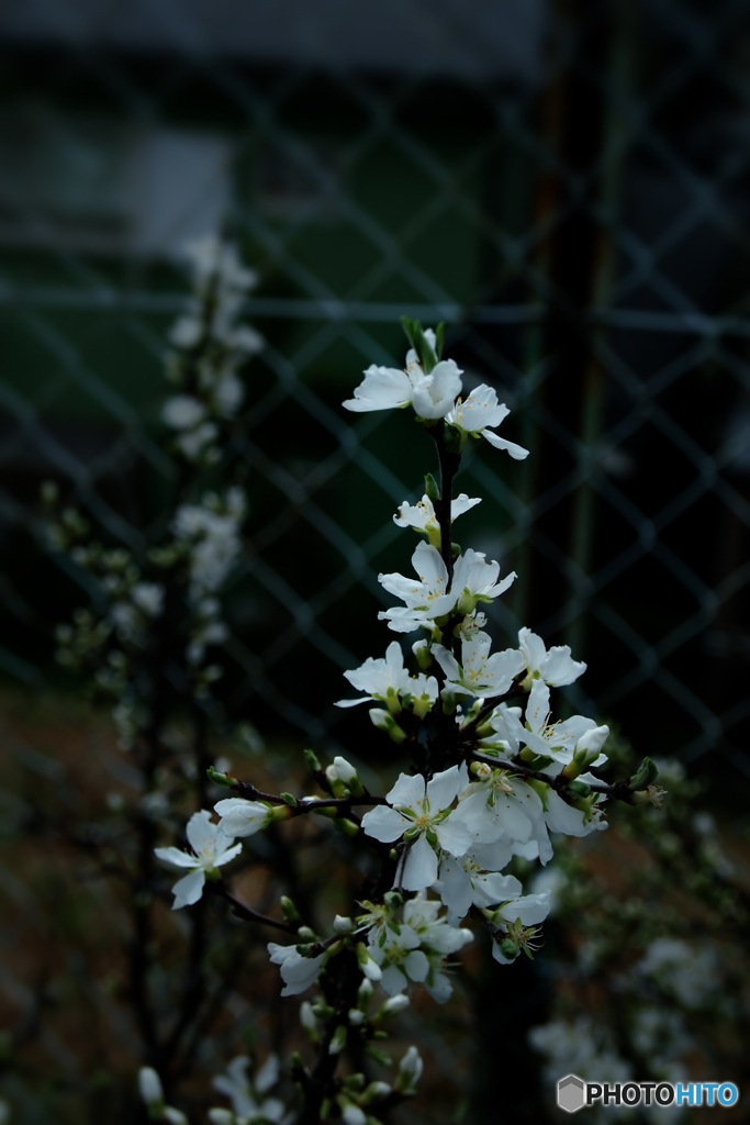 桜2