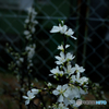 桜2