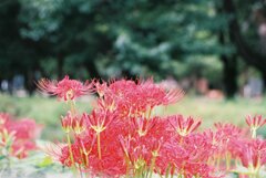 フィルム写真