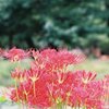 フィルム写真