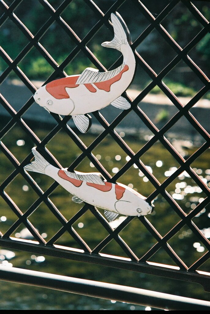 鯉