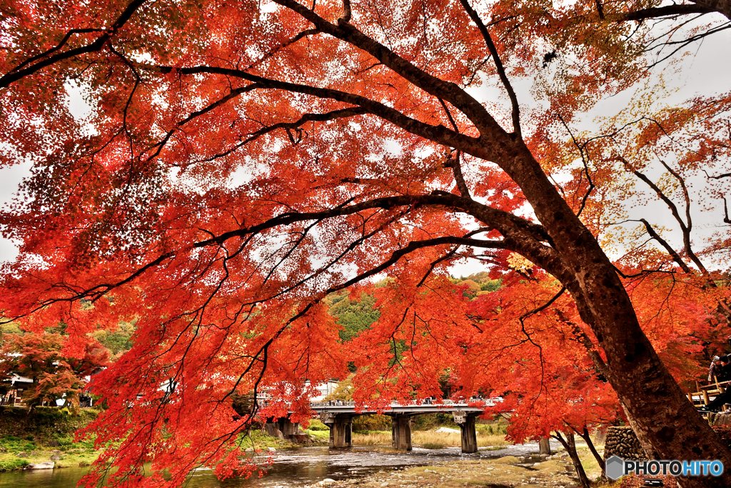 紅葉3