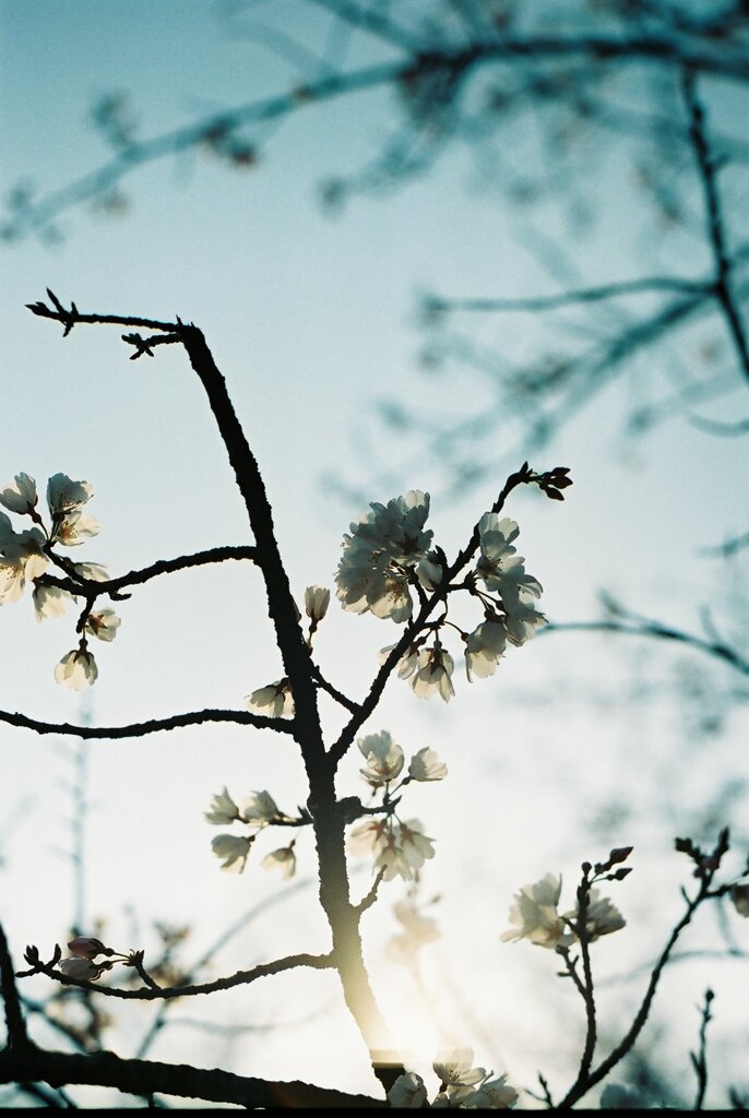桜1