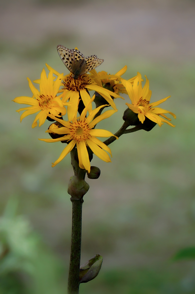 マルバダケブキ