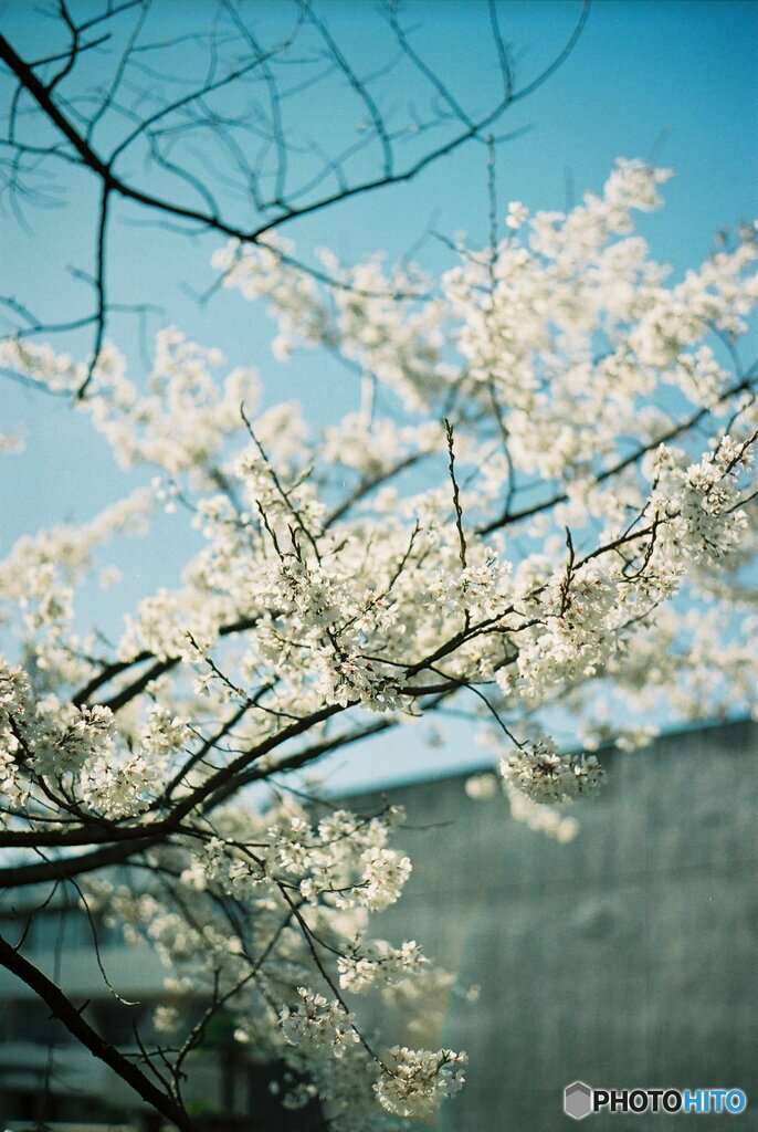 桜7
