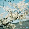 桜7