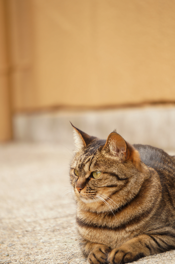 ねこ