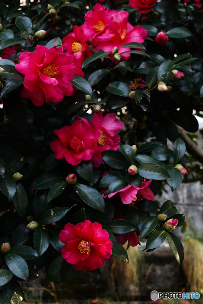 山茶花