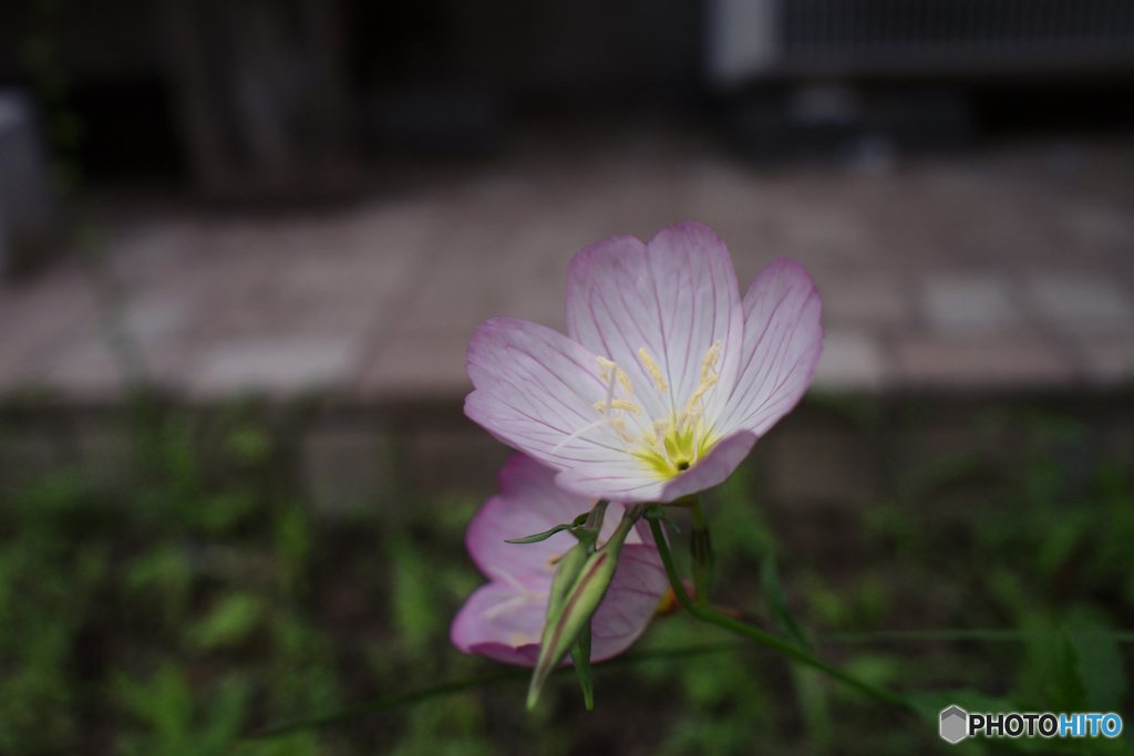 昼咲月見草2