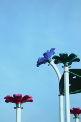公園の花
