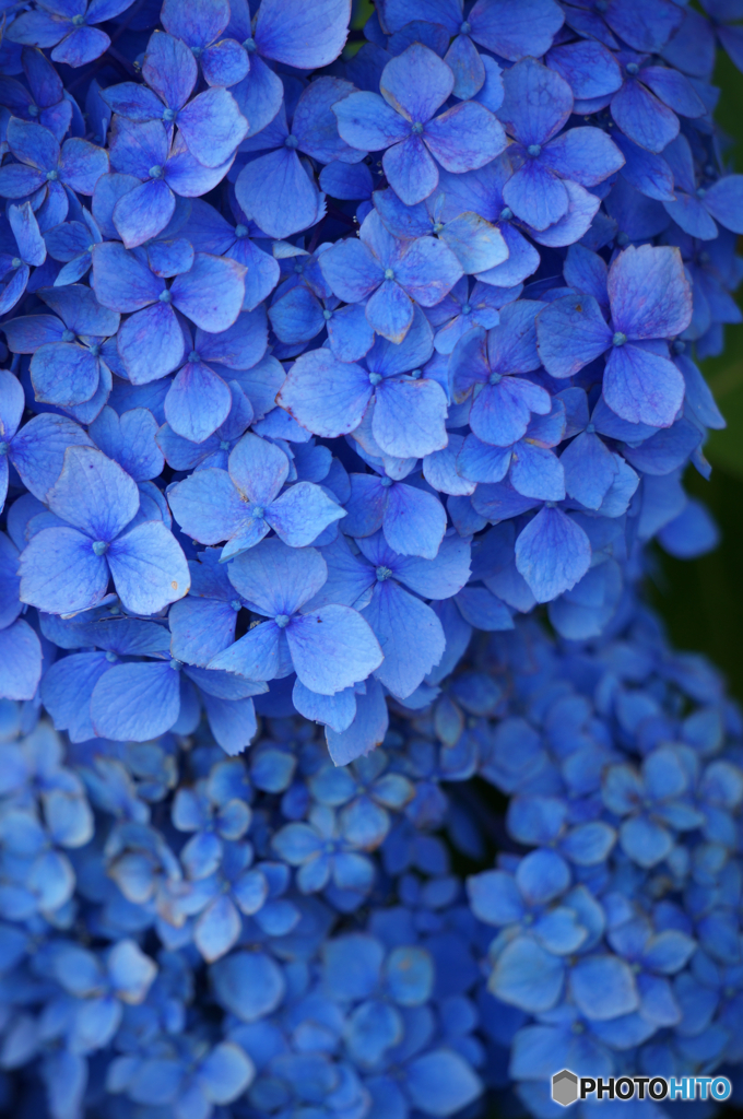 あじさい2