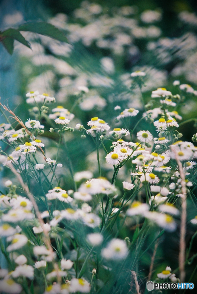 ハルジオン2(フィルム)