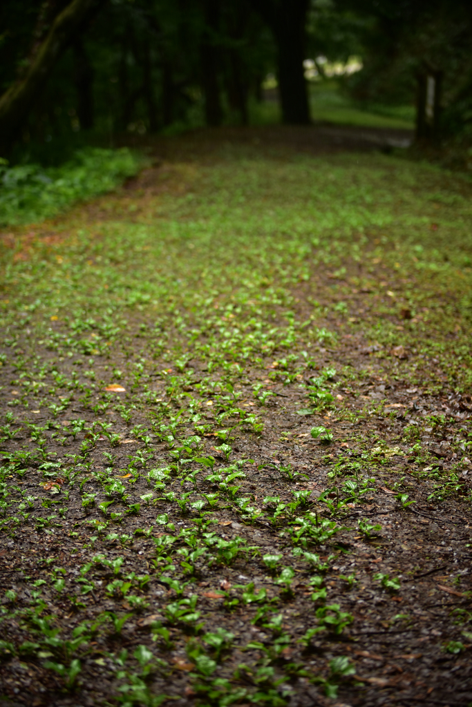 雨の小路