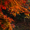 紅葉2