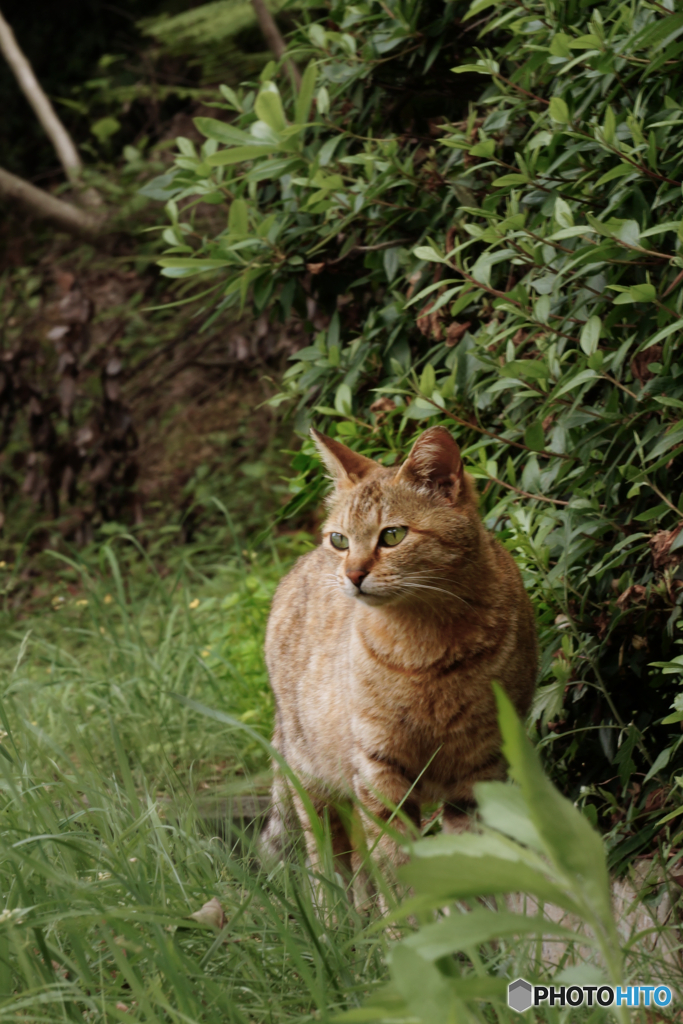 旅のねこ