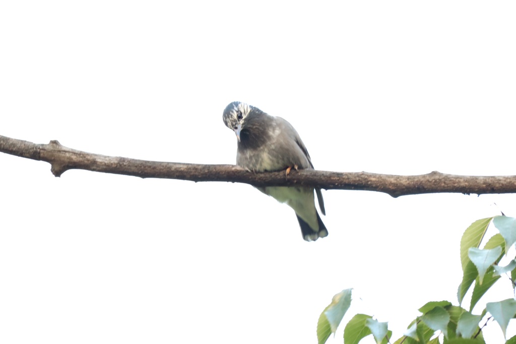 初めての野鳥撮影を経験した私