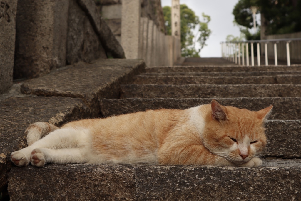 大江神社の猫